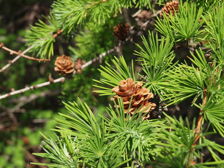 fresh larch needles with conesの写真素材