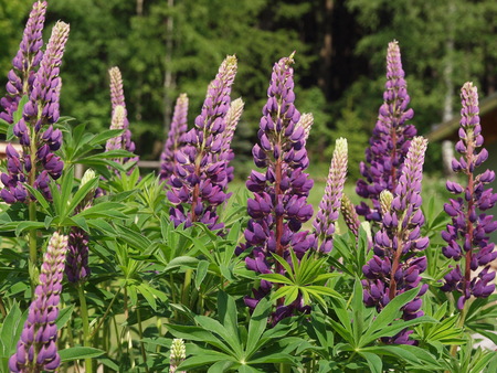 Many-leaved lupine - Lupinus polyphyllusの写真素材