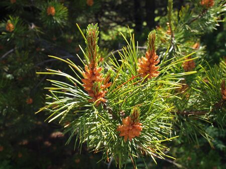 Pines in sunlightの写真素材