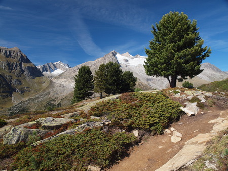 Aletschwald above the Riederalpの写真素材