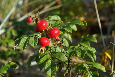 Red rose hips in autumnの写真素材