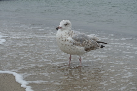 Seagull on the beach of the Baltic Seaの写真素材