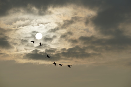 Flying cranes in front of the sunの写真素材