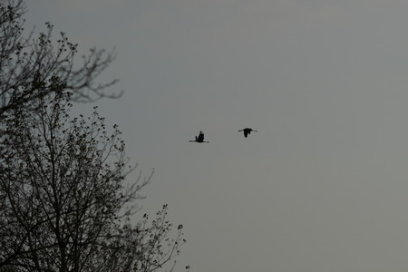 Two bird in flightの写真素材