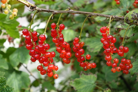 reife Johannisbeeren am Strauch / ripe redcurrants on the bushの写真素材