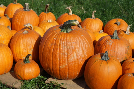 orange pumpkins on saleの写真素材