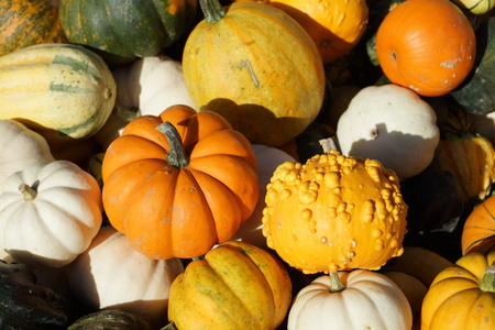 Ornamental squash on saleの写真素材