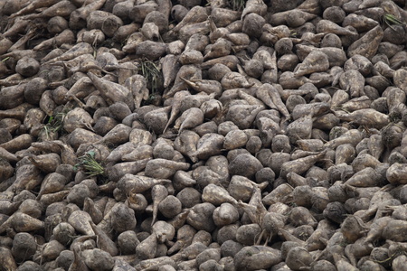 Sugar beets in a rentの写真素材
