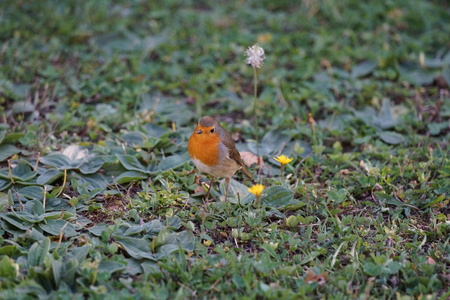 Robin's foragingの写真素材