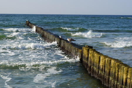Groynes with birdsの写真素材