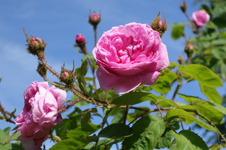 Moss rose with flowers and budsの写真素材