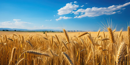 Agricultural Silos for storage and drying of grains, wheat, corn, soy, sunflower.の素材