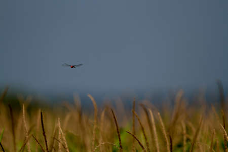 Fieldの写真素材