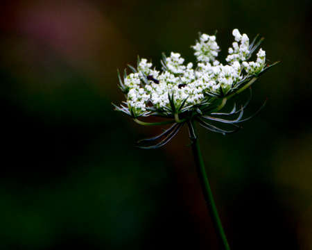 Queen Anne's Lace