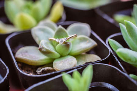 The ringの写真素材