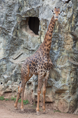 large giraffe の写真素材