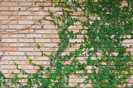 Ivy on old brick wall の写真素材