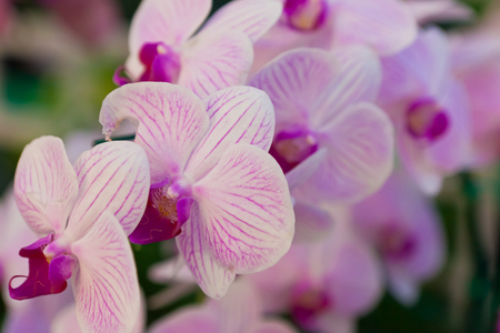 Phalaenopsis a kind of orchidの写真素材
