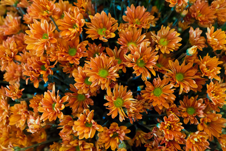 Orange Chrysanthemums の写真素材