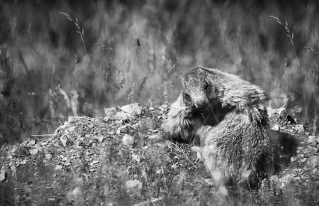 2 marmots