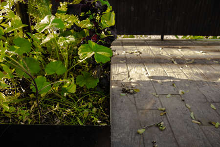 Square shaped flower pot filled with wild plants. Symmetrical photo