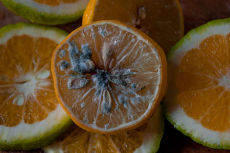 Moldy lemon slices together with lime and oranges on a wooden cutting board