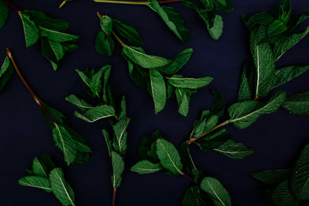 Mint on the tableの写真素材