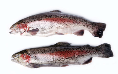 Fresh trout