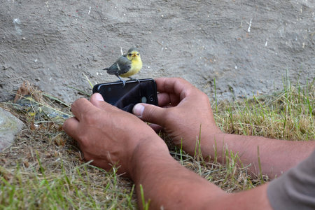 A tine bird on a phone while a person taking a photo with itの写真素材