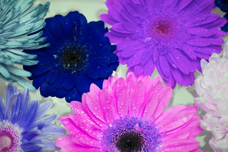 Close up of Daisy flowersの写真素材