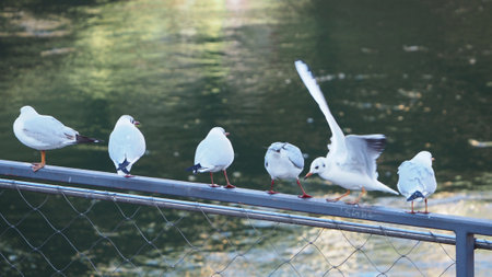 boring seagulls on some steel fenceの写真素材