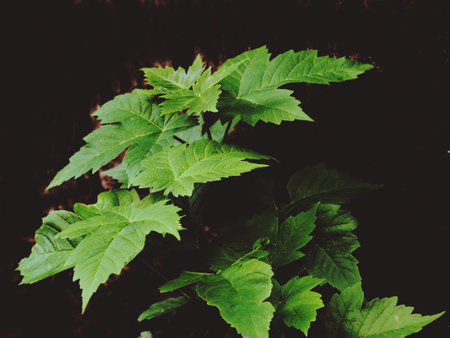 Leaves and flovers with various colorsの写真素材