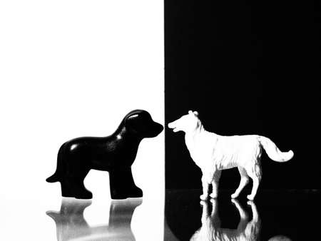 two black and white toy dogs with white backgroundの写真素材