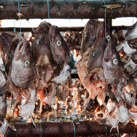 Some dried fishes together bounded wiith rope