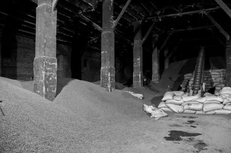 Inside of a factory full of peanuts. black and whiteの写真素材