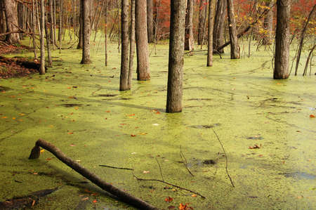 Autumn vibes from a dark but beautiful forest. Harmony of brown colorsの写真素材