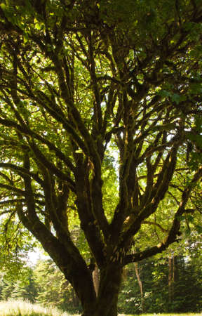 Autumn vibes from a dark but beautiful forest. Harmony of brown colorsの写真素材