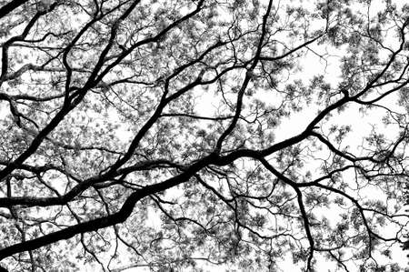 Autumn vibes from a dark but beautiful forest. Harmony of brown colorsの写真素材