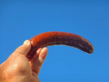 The delicious hot dog is served on a paper plate. Fast food concept.の写真素材