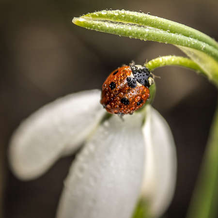Cute little ladybug in its natural habitat