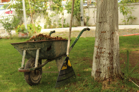A wheelbarrow and autumn leaves around. Garden cleaning and lawn mowing.