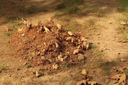 A wheelbarrow and autumn leaves around. Garden cleaning and lawn mowing.の写真素材