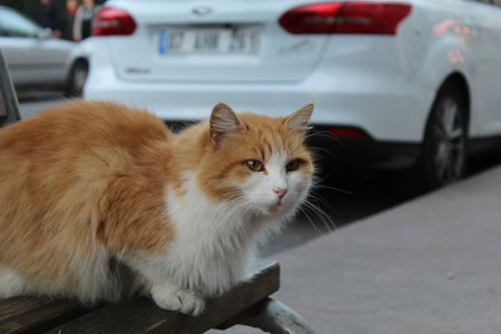 A cute and fluffy orange cat on a bench. high quality photo