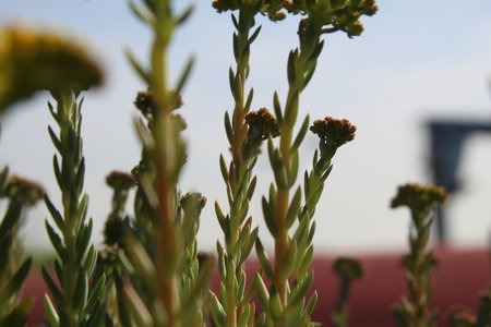 Close up photos of some yellow cute flowers. Best for phone background. high quality photo