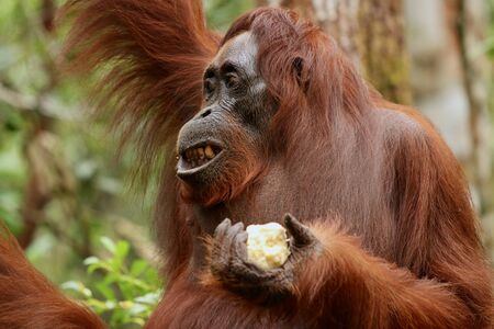 Wild Orang Utan in the jungle of Bormeo enjoying a fruitの写真素材