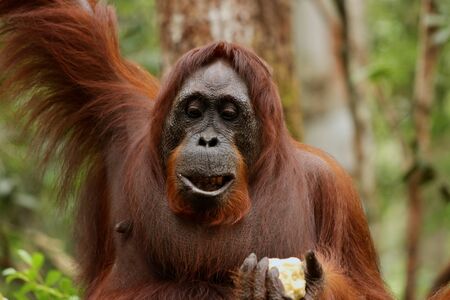 Wild Orang Utan in the jungle of Bormeo enjoying a fruitの写真素材