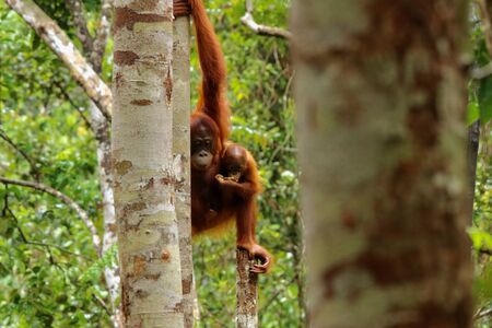 Wild Orang Utan in the jungle of Bormeo with her cute babyの写真素材