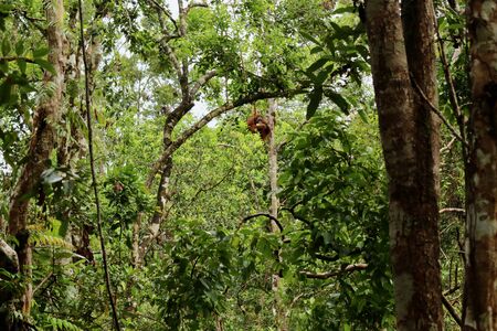 Wild Orang Utan in the jungle of Bormeoの写真素材