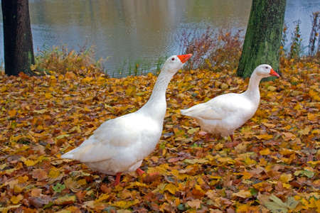 gooseの写真素材