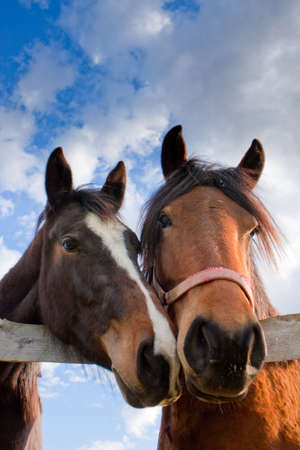 Two horses holding their heads above a fenceの写真素材
